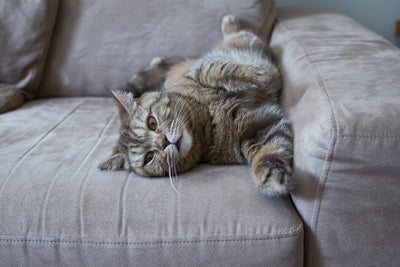 How to Stop Your Cat From Scratching the Furniture